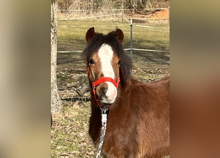 Más ponis/caballos pequeños, Semental, 1 año, 112 cm, Castaño