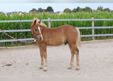 Más ponis/caballos pequeños, Semental, 1 año, 142 cm, Alazán