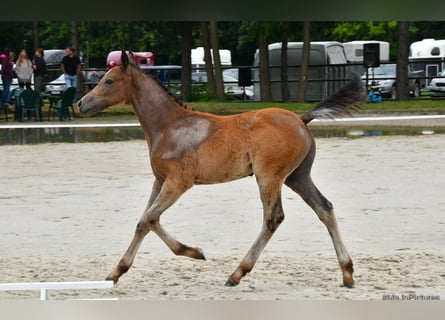 Más ponis/caballos pequeños, Semental, 1 año, 145 cm, Tordo rodado