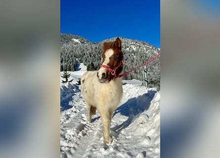 Más ponis/caballos pequeños, Yegua, 10 años, 105 cm, Pío