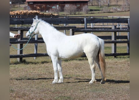 Más ponis/caballos pequeños, Yegua, 10 años, 122 cm, Tordo