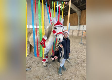 Más ponis/caballos pequeños, Yegua, 10 años, 127 cm, White/Blanco