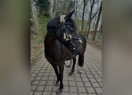 Más ponis/caballos pequeños, Yegua, 10 años, 140 cm, Castaño