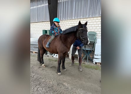 Más ponis/caballos pequeños, Yegua, 10 años, 140 cm, Castaño oscuro