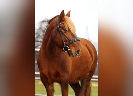 Más ponis/caballos pequeños, Yegua, 10 años, 143 cm, Alazán