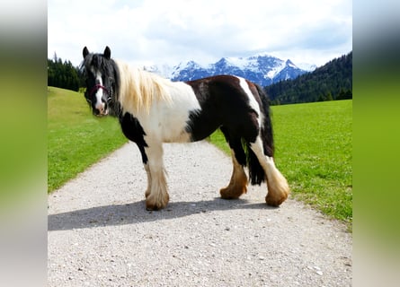 Más ponis/caballos pequeños, Yegua, 11 años, 125 cm, Pío