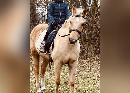 Más ponis/caballos pequeños, Yegua, 11 años, 135 cm, Palomino