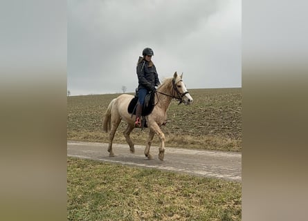 Más ponis/caballos pequeños, Yegua, 11 años, 150 cm, Palomino