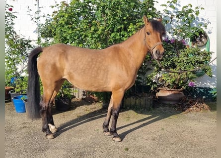 Más ponis/caballos pequeños, Yegua, 12 años, 131 cm, Buckskin/Bayo