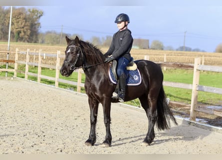 Más ponis/caballos pequeños, Yegua, 12 años, 140 cm, Negro