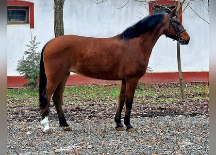 Más ponis/caballos pequeños, Yegua, 12 años, 148 cm, Castaño