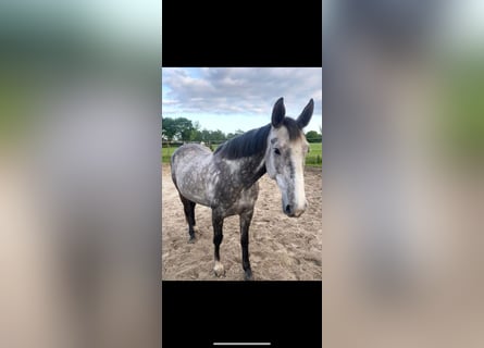 Más ponis/caballos pequeños, Yegua, 12 años, 166 cm, Tordo rodado