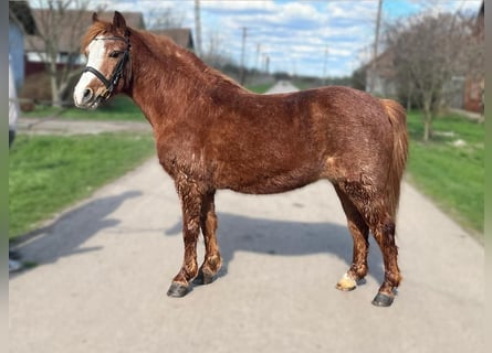 Más ponis/caballos pequeños, Yegua, 16 años, 121 cm, Alazán
