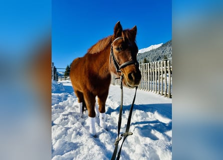 Más ponis/caballos pequeños Mestizo, Yegua, 16 años, 122 cm, Alazán