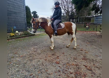 Más ponis/caballos pequeños, Yegua, 16 años, 145 cm, Pío