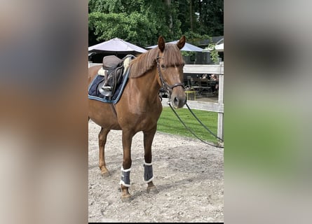 Más ponis/caballos pequeños, Yegua, 17 años, 148 cm, Alazán-tostado