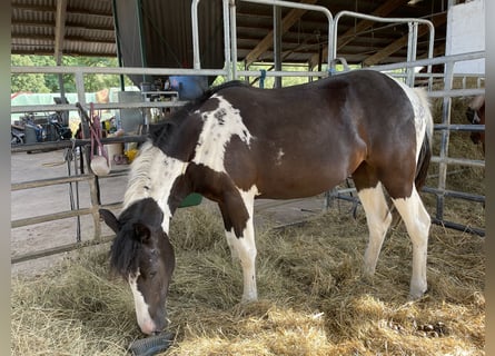 Más ponis/caballos pequeños, Yegua, 2 años, 142 cm, Pío