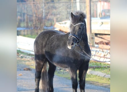 Más ponis/caballos pequeños, Yegua, 3 años, 128 cm, Tordillo negro