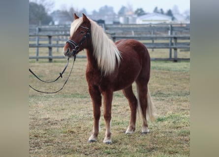 Más ponis/caballos pequeños, Yegua, 3 años, 130 cm, Alazán