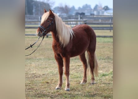 Más ponis/caballos pequeños, Yegua, 3 años, 130 cm, Alazán