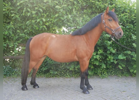Más ponis/caballos pequeños, Yegua, 3 años, 150 cm