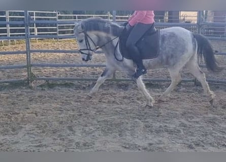 Más ponis/caballos pequeños, Yegua, 4 años, 124 cm, Pío