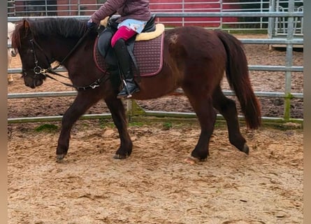 Más ponis/caballos pequeños, Yegua, 4 años, 125 cm, Castaño oscuro