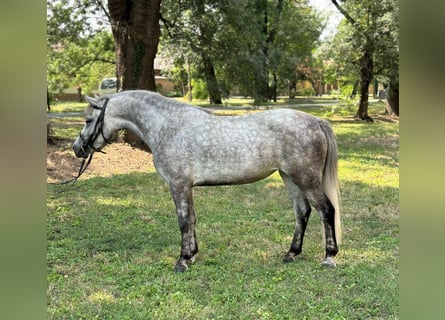 Más ponis/caballos pequeños, Yegua, 4 años, 130 cm, Tordo rodado