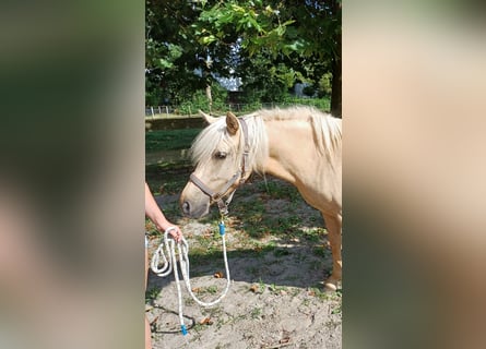 Más ponis/caballos pequeños Mestizo, Yegua, 4 años, 140 cm, Cremello