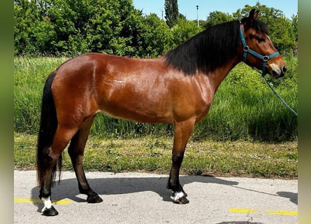 Más ponis/caballos pequeños, Yegua, 4 años, 141 cm, Castaño