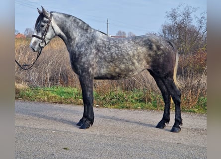 Más ponis/caballos pequeños, Yegua, 4 años, 142 cm