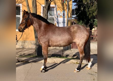 Más ponis/caballos pequeños, Yegua, 4 años, 142 cm, Castaño