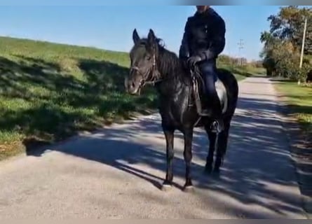 Más ponis/caballos pequeños, Yegua, 4 años, 145 cm