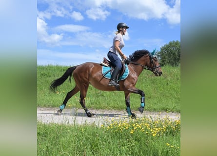 Más ponis/caballos pequeños Mestizo, Yegua, 4 años, 145 cm, Castaño