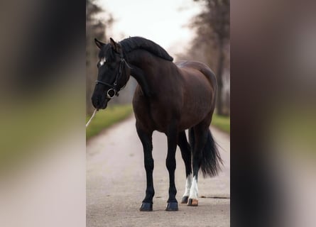 Más ponis/caballos pequeños, Yegua, 4 años, 145 cm, Castaño