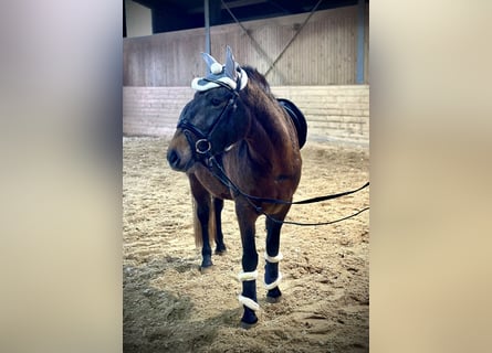 Más ponis/caballos pequeños, Yegua, 4 años, 148 cm, Castaño oscuro