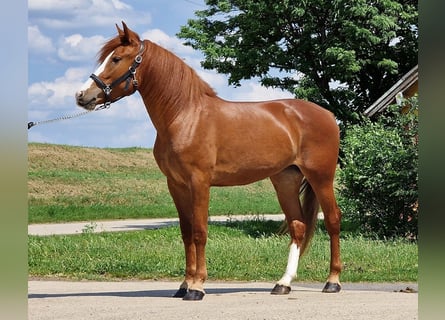 Más ponis/caballos pequeños, Yegua, 4 años, 149 cm, Alazán