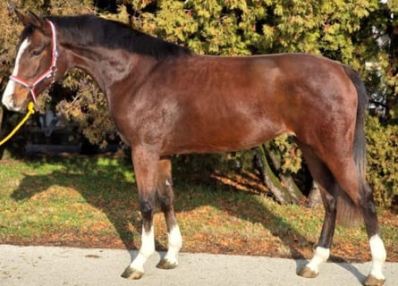 Más ponis/caballos pequeños, Yegua, 4 años, 150 cm