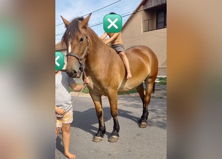 Más ponis/caballos pequeños, Yegua, 4 años, 150 cm