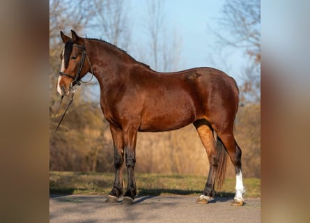 Más ponis/caballos pequeños, Yegua, 4 años, 153 cm