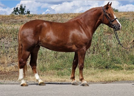 Más ponis/caballos pequeños, Yegua, 4 años, 155 cm, Alazán