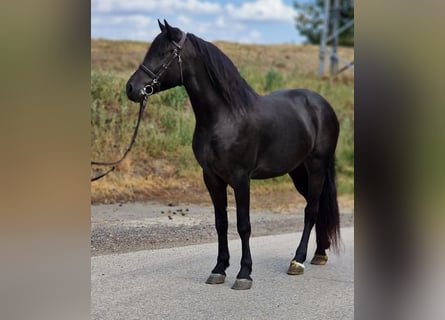 Más ponis/caballos pequeños, Yegua, 4 años, 155 cm