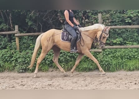 Más ponis/caballos pequeños, Yegua, 4 años, 155 cm, Palomino