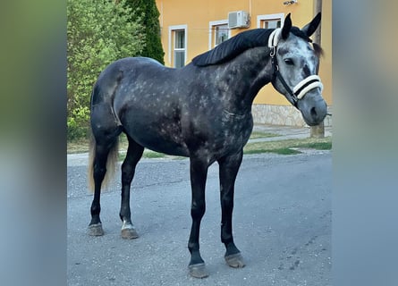 Más ponis/caballos pequeños, Yegua, 5 años, 143 cm