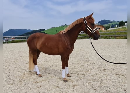 Más ponis/caballos pequeños, Yegua, 5 años, 145 cm, Alazán