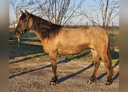 Más ponis/caballos pequeños, Yegua, 5 años, 145 cm, Bayo