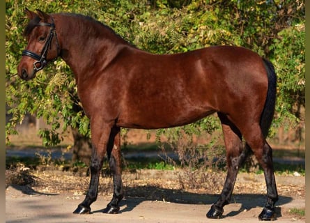 Más ponis/caballos pequeños, Yegua, 5 años, 145 cm