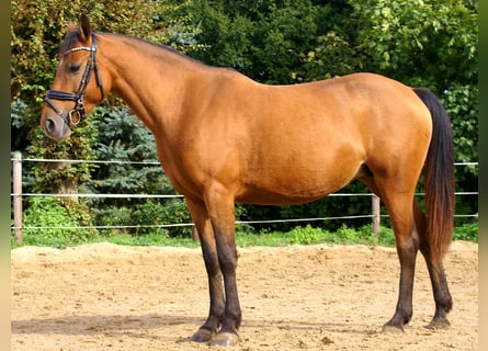 Más ponis/caballos pequeños, Yegua, 5 años, 145 cm, Castaño