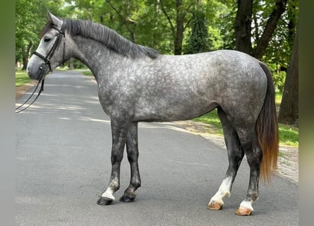 Más ponis/caballos pequeños, Yegua, 5 años, 145 cm, Tordo rodado