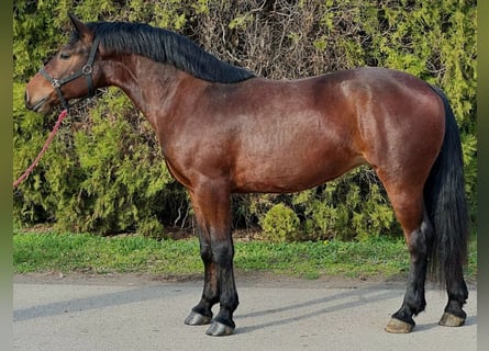 Más ponis/caballos pequeños, Yegua, 5 años, 146 cm, Castaño